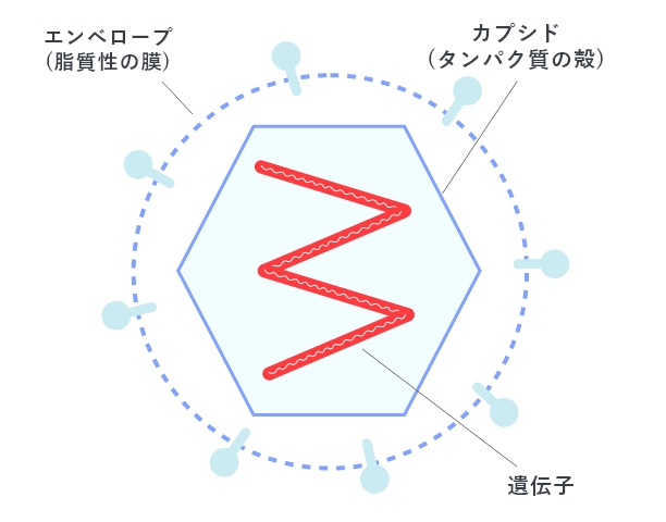 エンベロープウイルスの図