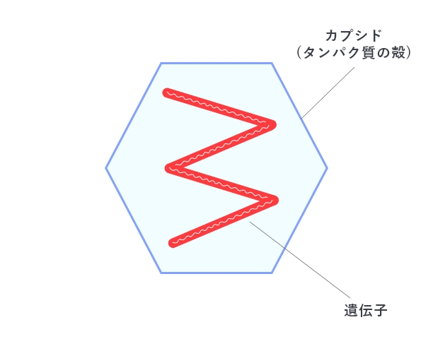 ノンエンベロープウイルスの図